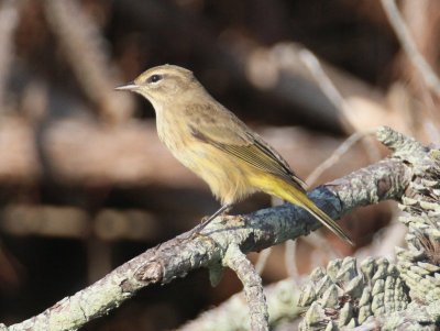 Palm Warbler