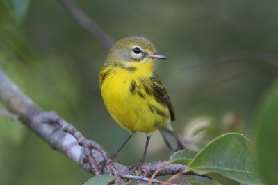 Prairie Warbler