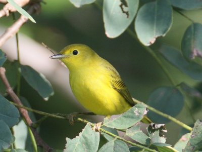 Yellow Warbler