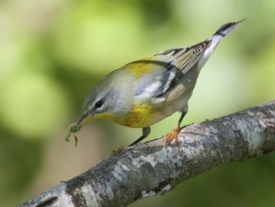 Northern Parula