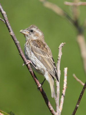 Purple Finch