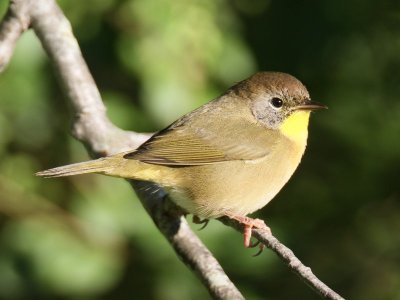 Common Yellowthroat