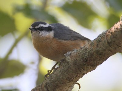 red-breasted Nuthatch