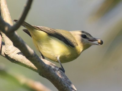 Phialdelphia Vireo