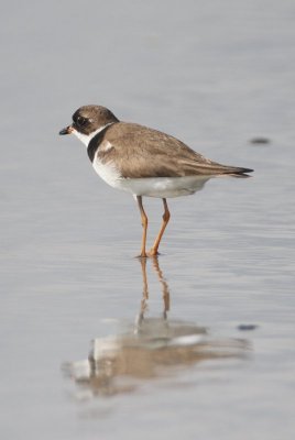 Semi-palmated Plover