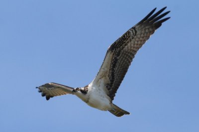 Osprey