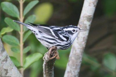 Bllack And White Warbler