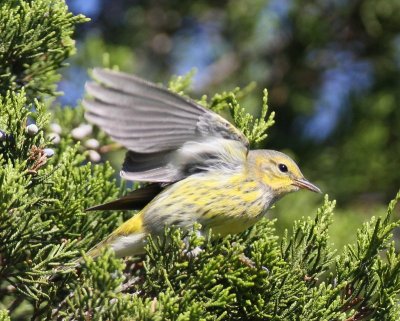 Cape May Warbler