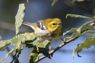 Black-throated Green Warbler