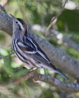 Black and White Warbler