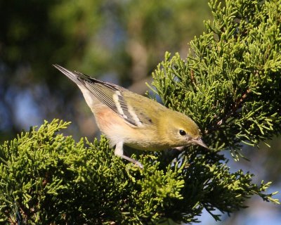 Bay-breasted Warbler