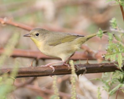 Common Yellowthroat