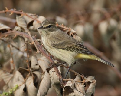 Palm Warbler