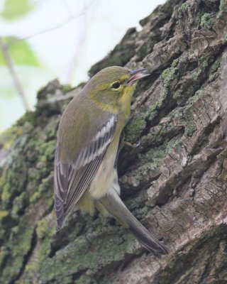 Pine Warbler