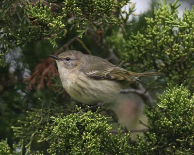 Cape May Warbler