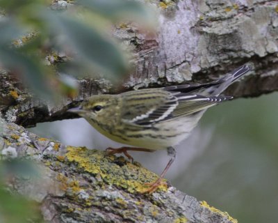 Blackpoll Warbler