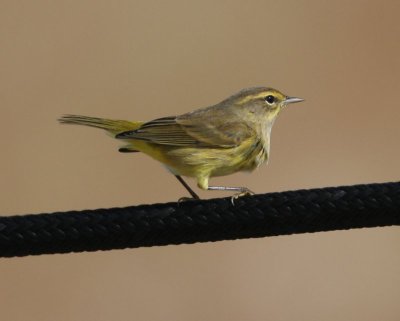 Palm Warbler