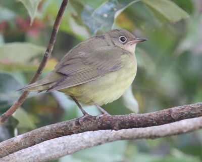 Connecticut Warbler