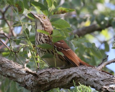 Brown Thrasher