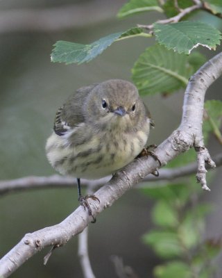 Cape May Warbler