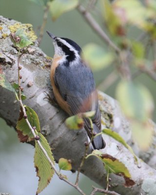 Red-breasted Nuthatch