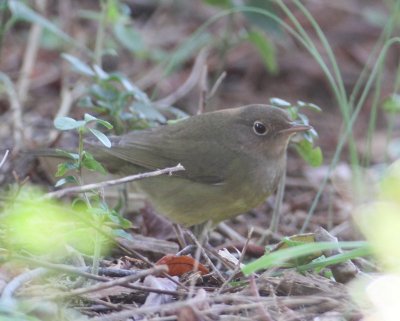 Connecticut Warbler