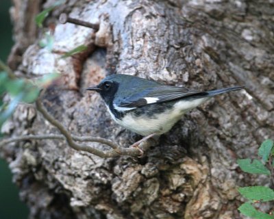 Black-throated Blue Warbler