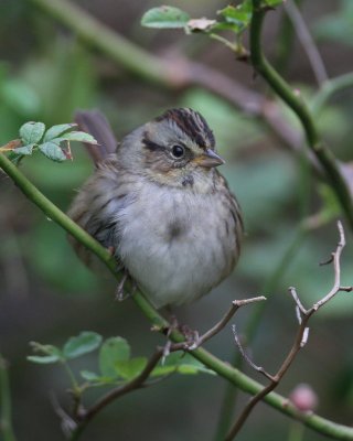 Swamp Sparrow