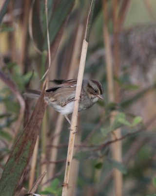 Swamp Sparrow