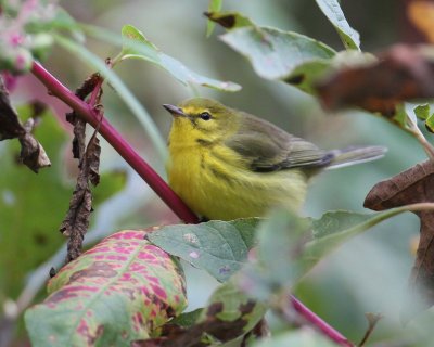 Prairie Warbler