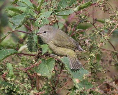 Orange-crowned Warbler