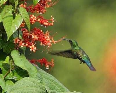 Green-throated Carib