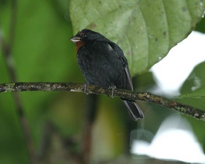 Lesser Antillean Bullfinch