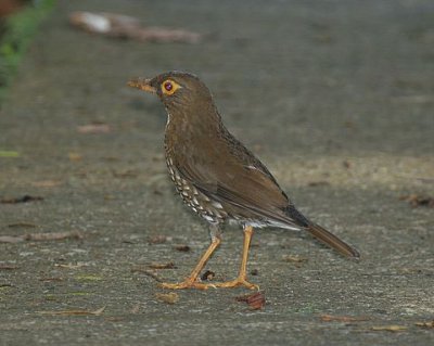 Forest Thrush