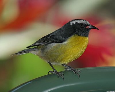 Bananaquit