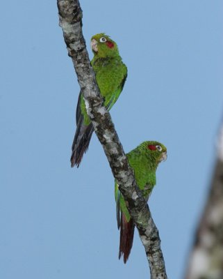 Sulfur-winged Parakeet