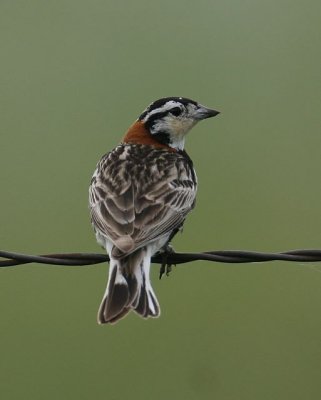 Chestnut-collared Longspur