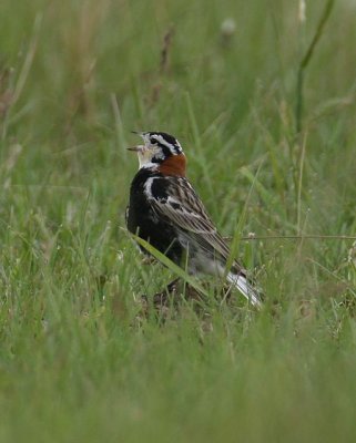 Chestnut-collared Longspur