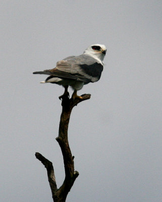 White-Tailed Kite