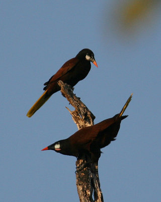 Montezuma Oropendola