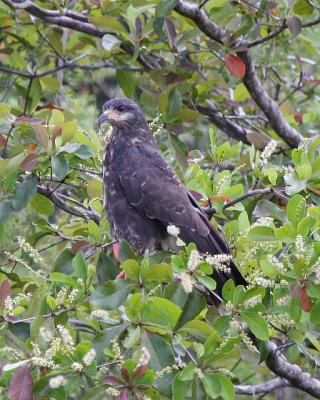 Snail Kite