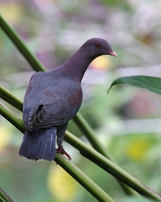 Red-billed Pigeon