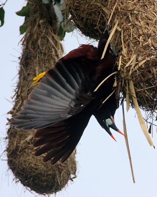 Montezuma Oropendola