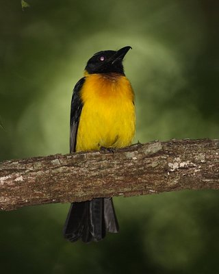 Black-throated Shrike-tanager