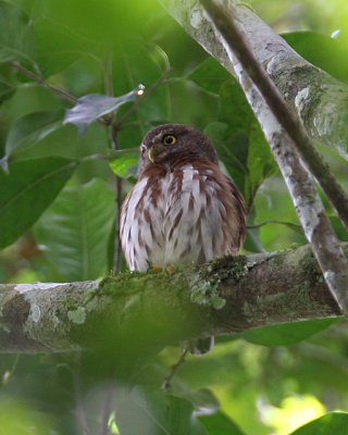 Central American Pygmy-Owl