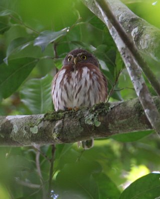 Central American Pygmy-Owl