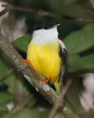 White-collared Manakin