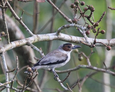 Black-crowned Tityra