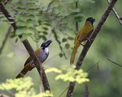 Black-headed Saltator