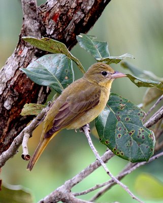 Summer Tanager